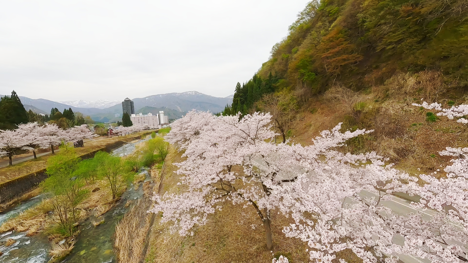 越後中里スキー場桜撮影